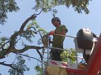 višinsko obrezovanje zaščitenih dreves Celtis australis, nadzor pod Zavodom za varstvo narave  (1)